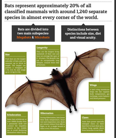 家裡 蝙蝠|蝙蝠資訊站 Bats information about Taiwan